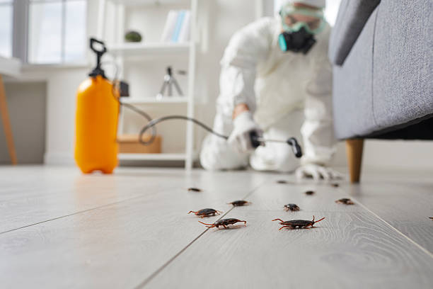 Affordable Termite Control solutions in Latimer, MS